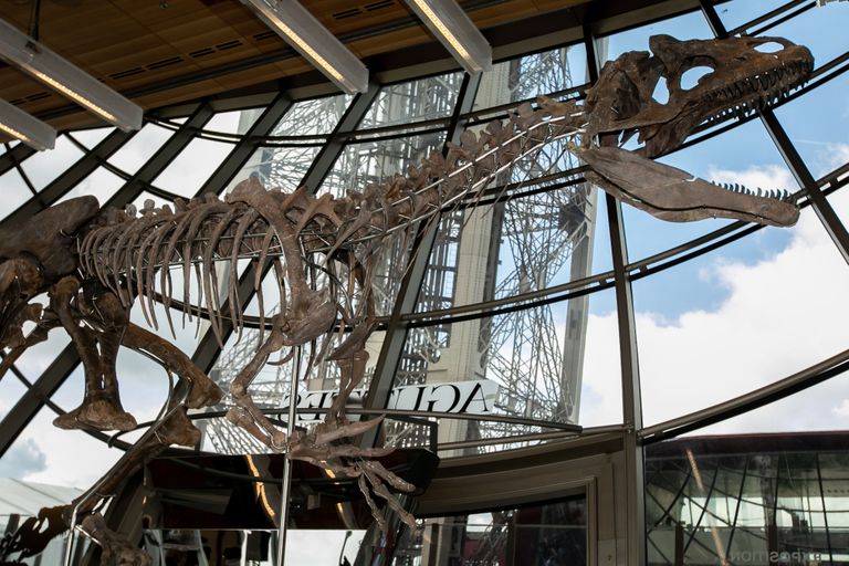 Prantsuse Aguttes'i oksjonimaja oksjinil maksti hiidsisaliku skeleti eest 2,36 miljonit eurot