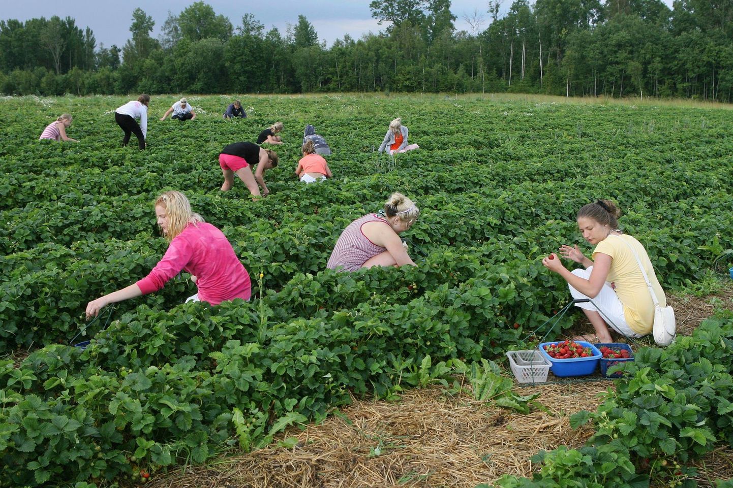Kolmapäeval Viljandimaal maasikakorjajaid kontrollinud piiriametnikud tuvastasid hulga rikkumisi. Pilt on tehtud mõni aasta tagasi ning on illustratiivne.
