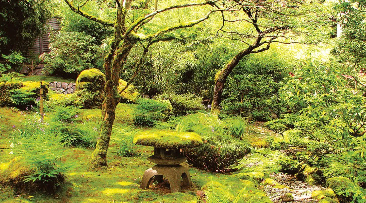 В Японии сады мхов начали создавать в буддийских монастырях еще в VI веке до нашей эры. Они существовали как особый вид ландшафта, в котором внимание акцентировалось на фактуре растений и различии оттенков зелени. Толстый пушистый ковер покрывал не только камни, но и пространство между деревьями, стволы самих деревьев, пни, островки, мостики и скульптуры.