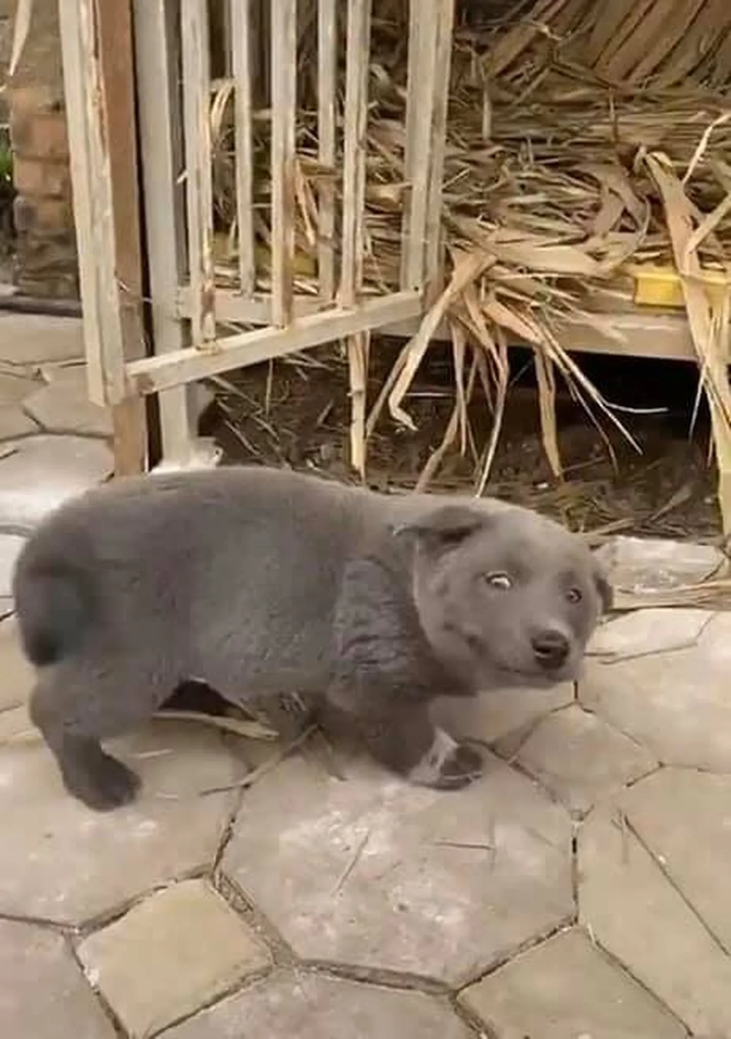 Котопес Дуй