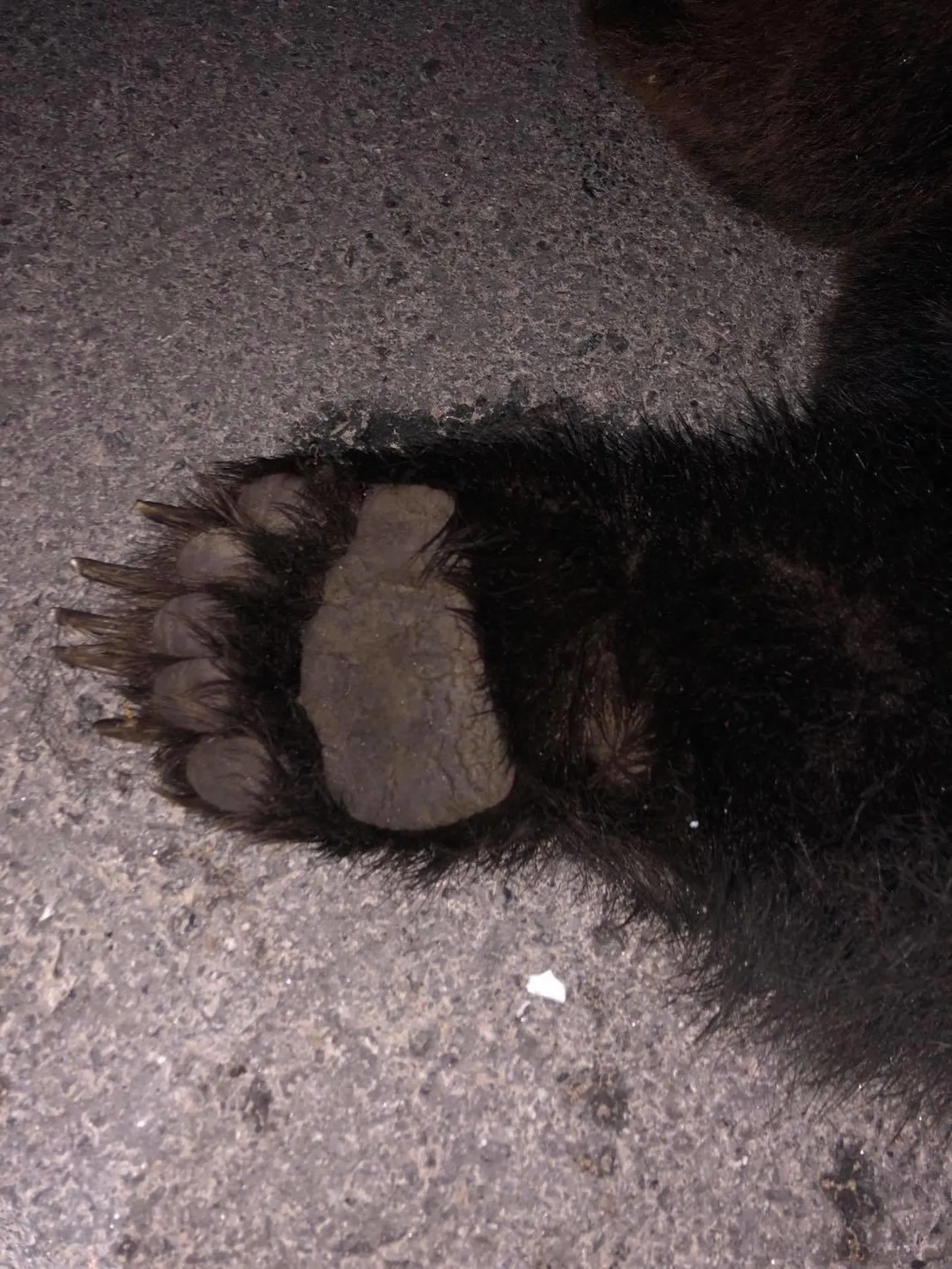 13 sentimeetri laiuse käpaga emakaru suri kohe, kui oli kahelt autolt löögi saanud.