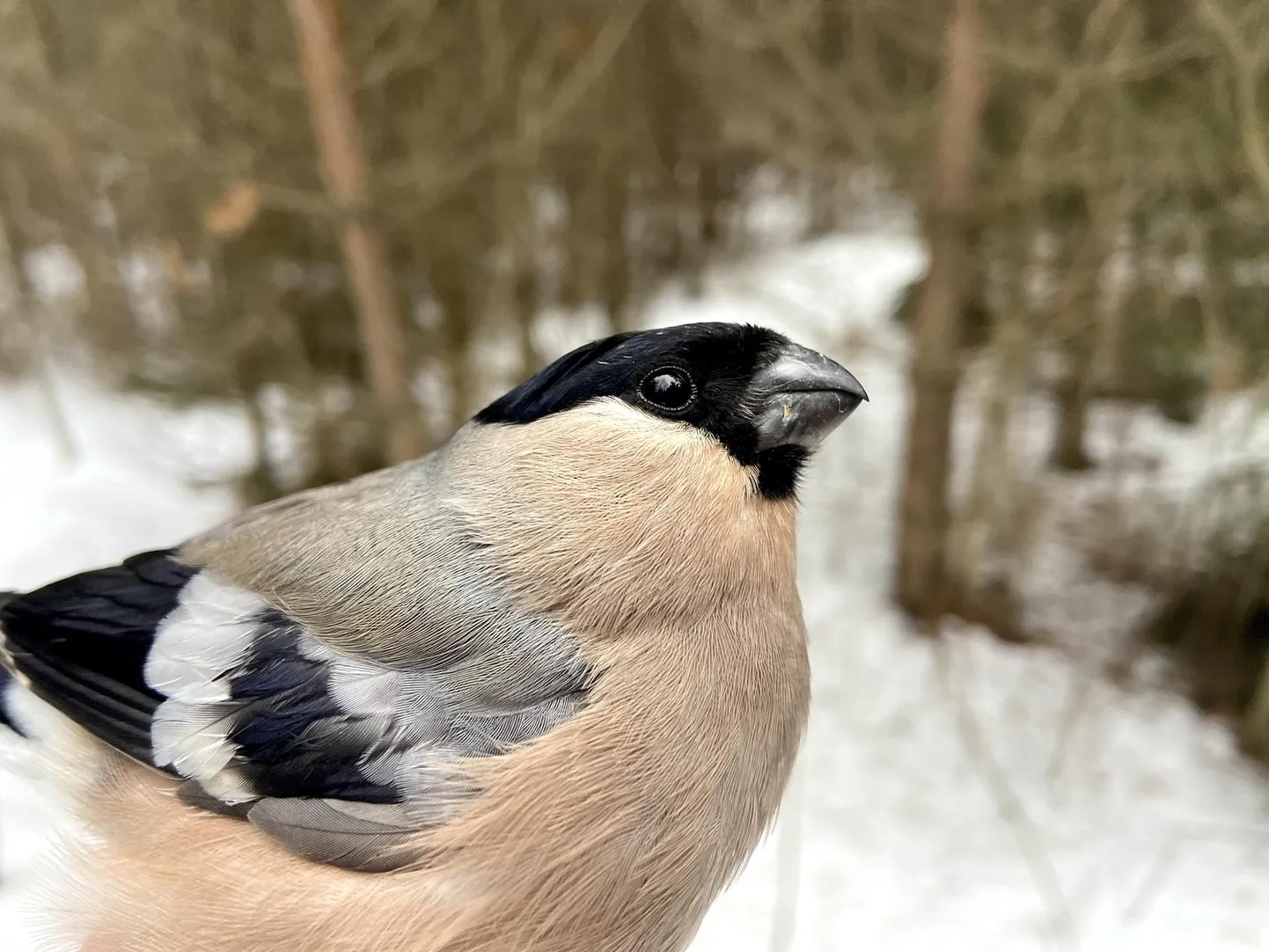Leevikese taasleiud on väga haruldased.