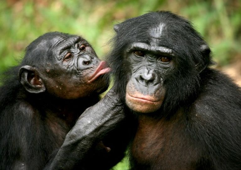 Бонобо (карликовые шимпанзе) 