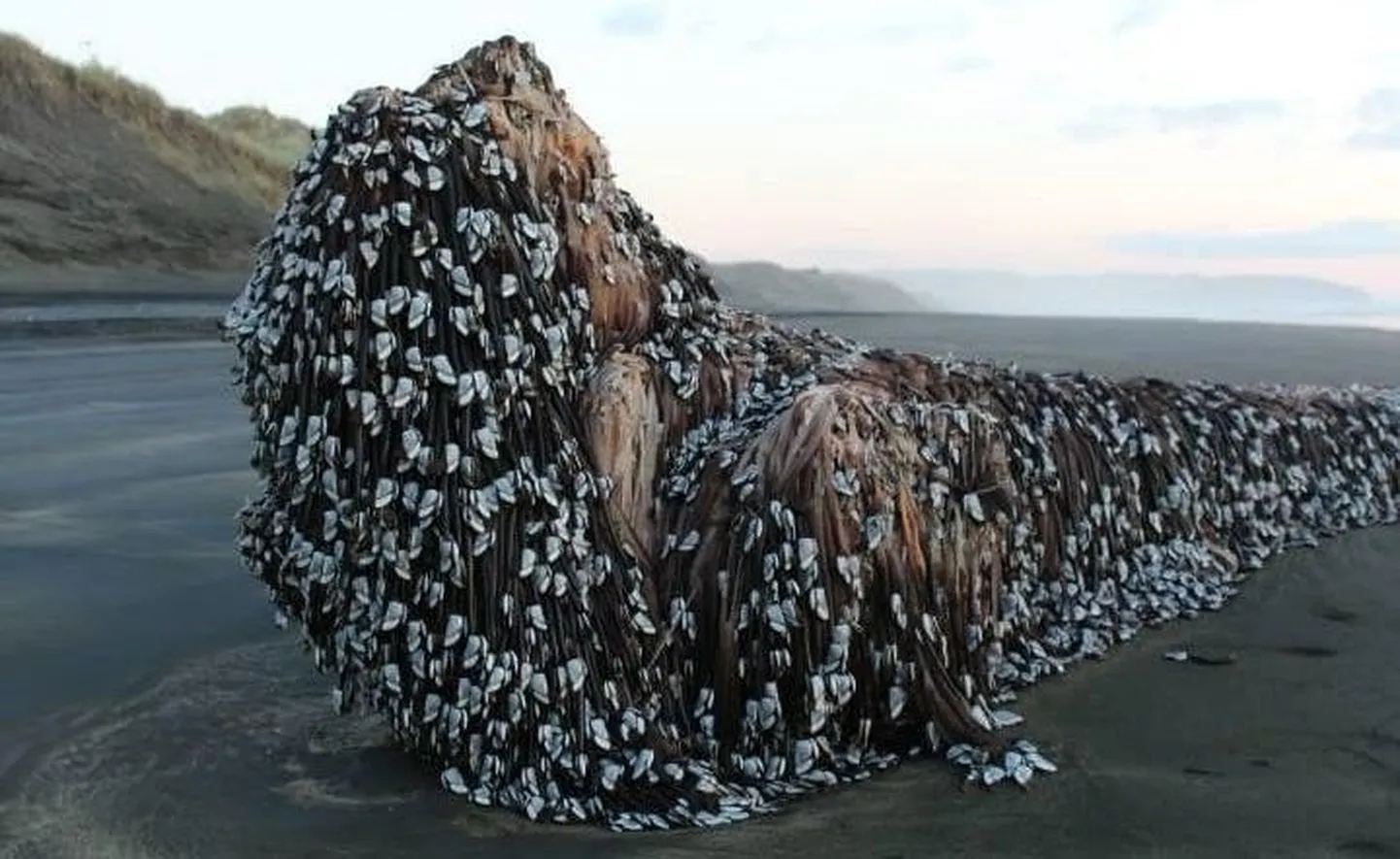 Kummaline objekt Uus-Meremaa Muriwai rannal