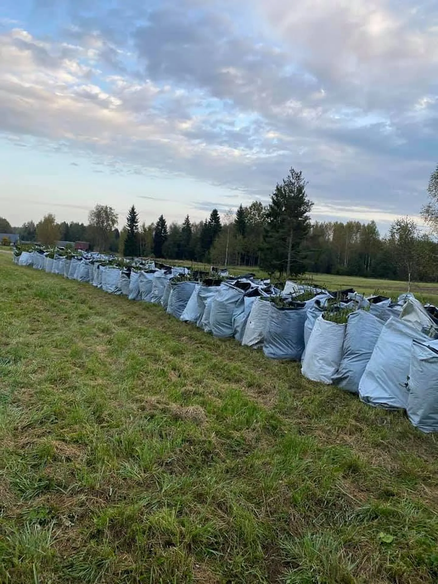 Antud Kuuseistikute kogust varastati kaheksa kotti ehk 1600 taime.
