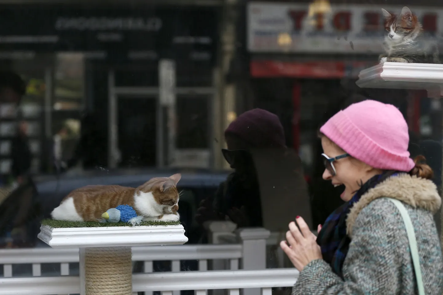 Londonis asuva Lady Dinah's Cat Emporiumi vaateaken.