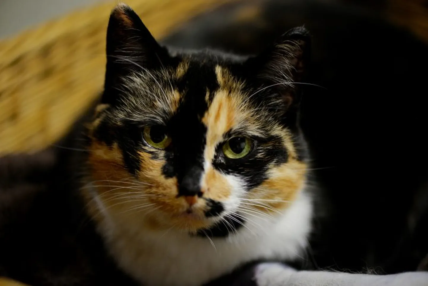 Indi