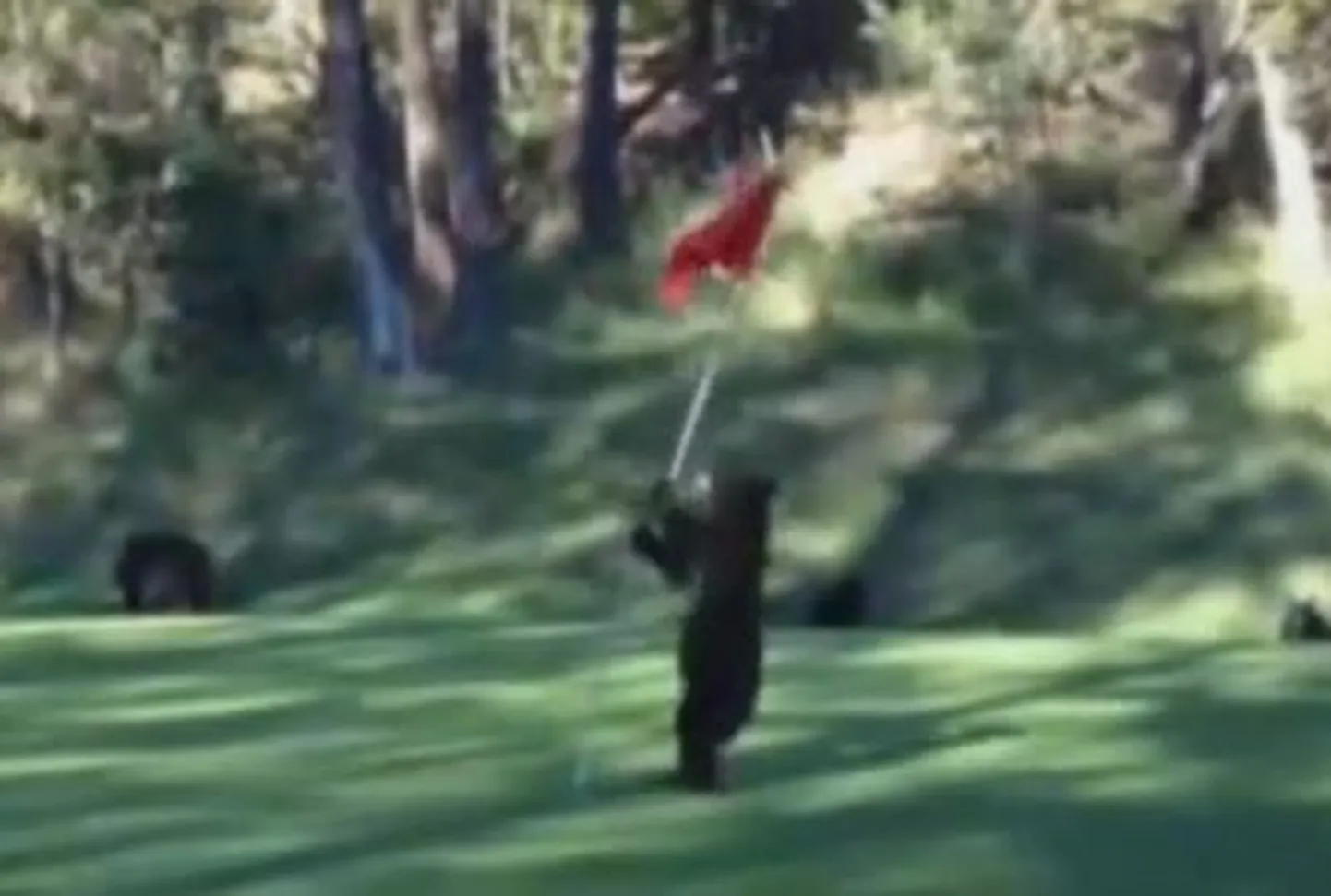 Golfiväljakul lustiv karupoeg.