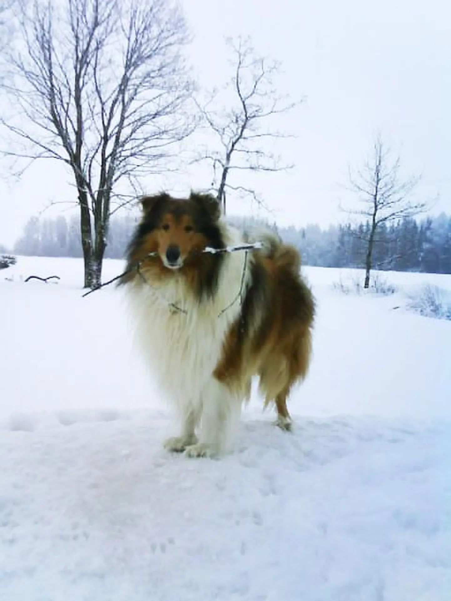 Raido Malmiste koer oleks 5. veebruaril saanud kolmeaastaseks, kuid 2. veebruaril ta pärast ravi suri.