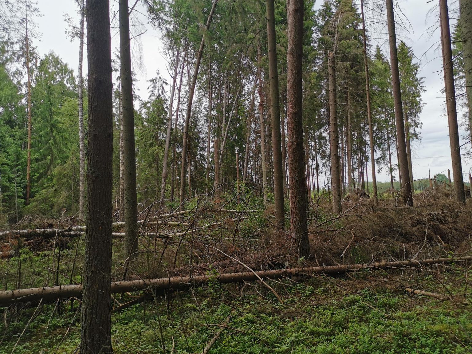 Metsatöid tehakse ainult tormist kahjustatud osas.