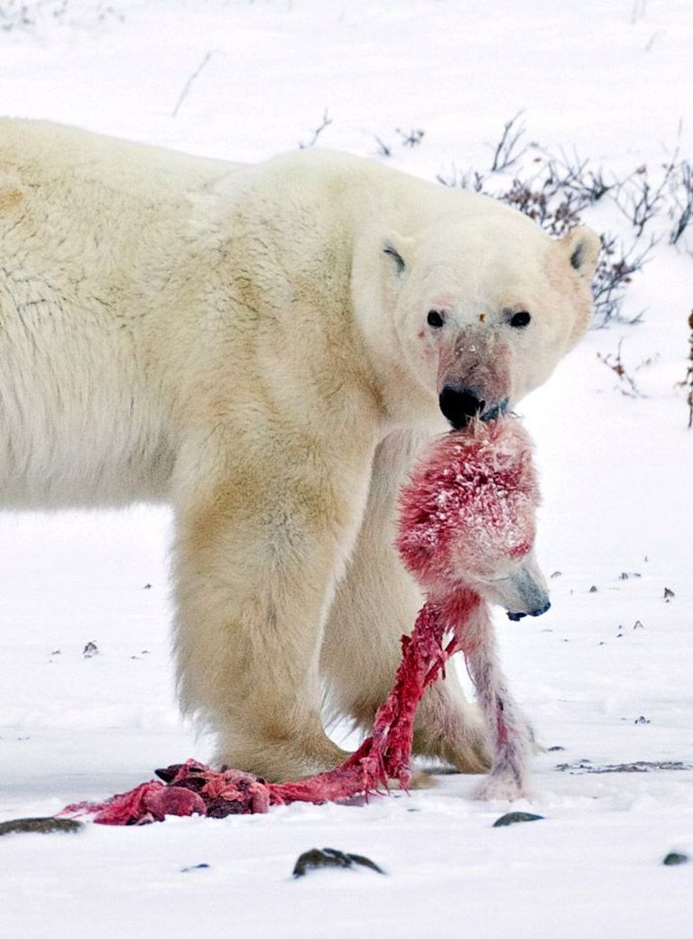 Kliimamuutuste vapiloomaks kujunenud jääkaru karupoja verise peaga. Teadlaste sõnul sunnib põhjapooluse sulamine toiduta jäänud jääkarusid oma järglasi sööma. Foto: Scanpix