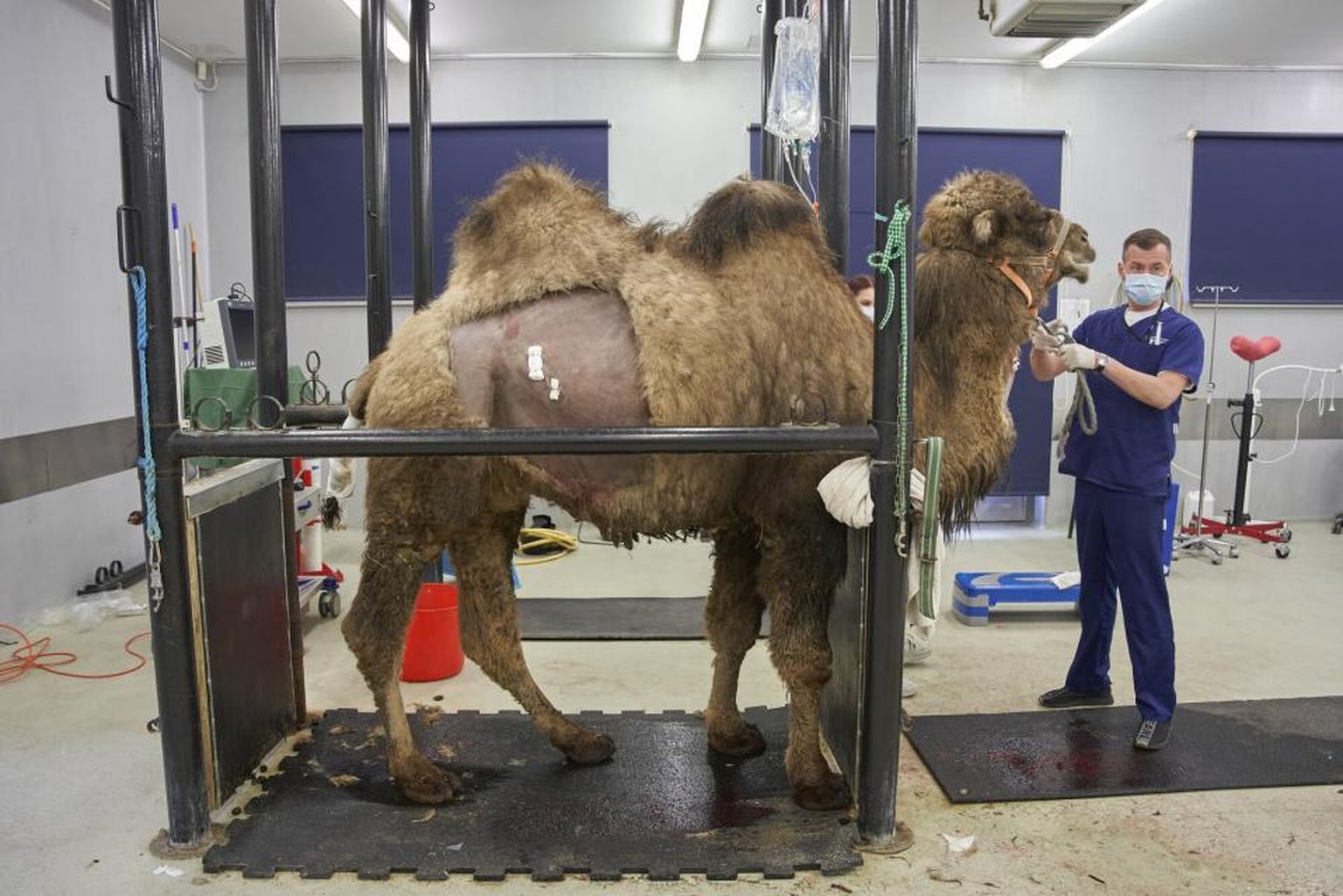 Maaülikooli loomakliinikus operatsioonil käinud kaamel käitus nii lõikuse ajal kui ka pärast seda eeskujulikult. Pildil valmistub kliiniku ülemarst Aleksandr Semjonov kaamelit operatsioonitoast ära viima.