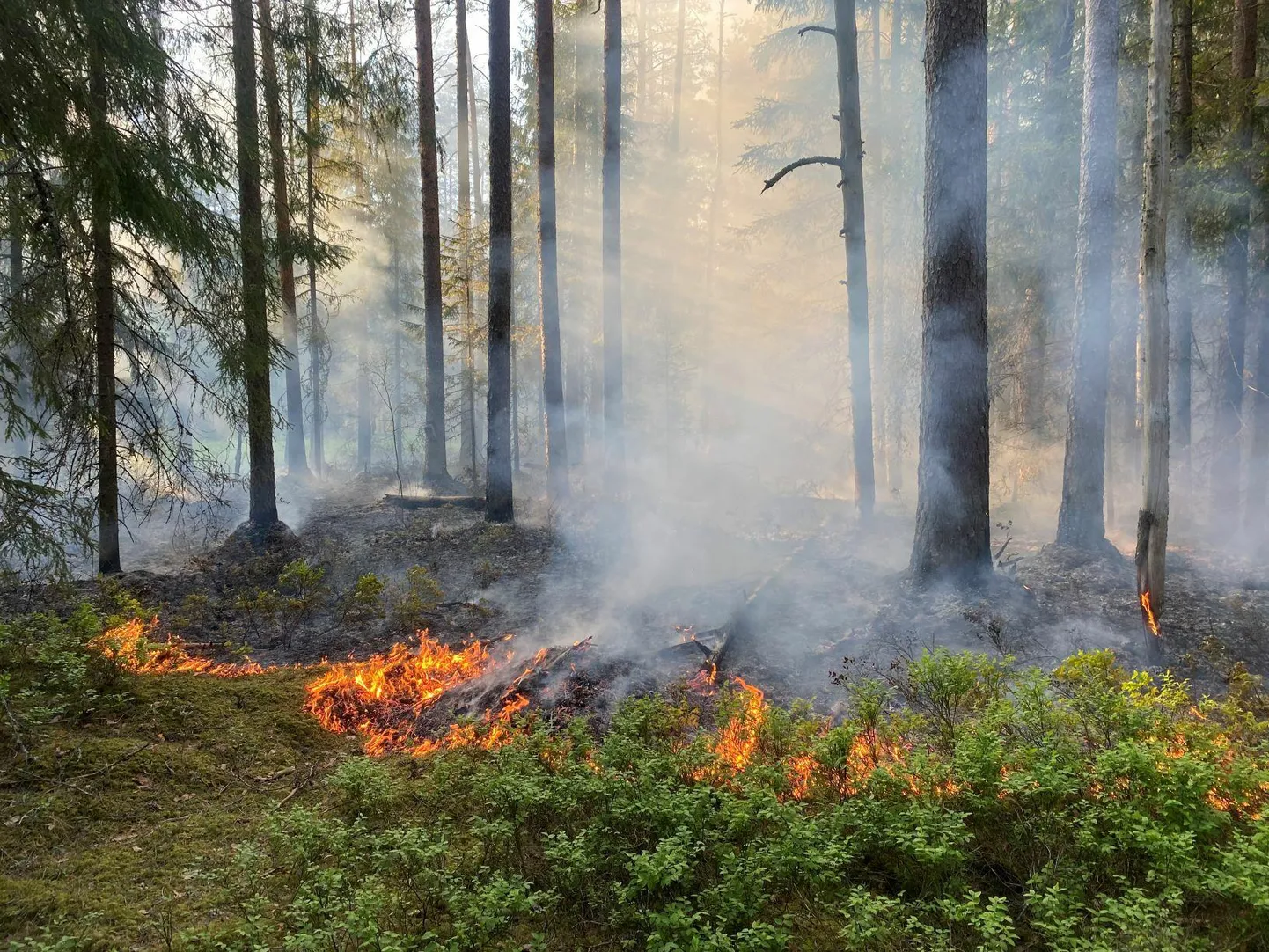 Päästjad kustutasid Marana külas hektari ulatuses põlenud pinnase ja metsaaluse kella 22.51ks.