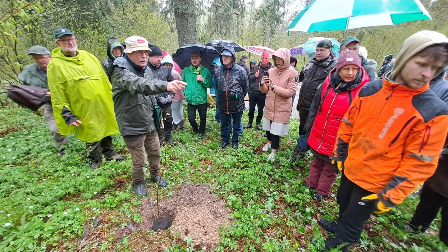 Esimese pärna istutamise juures näitas Agu Palo ette, kuidas see täpsemalt käib. FOTO: Arved Breidaks