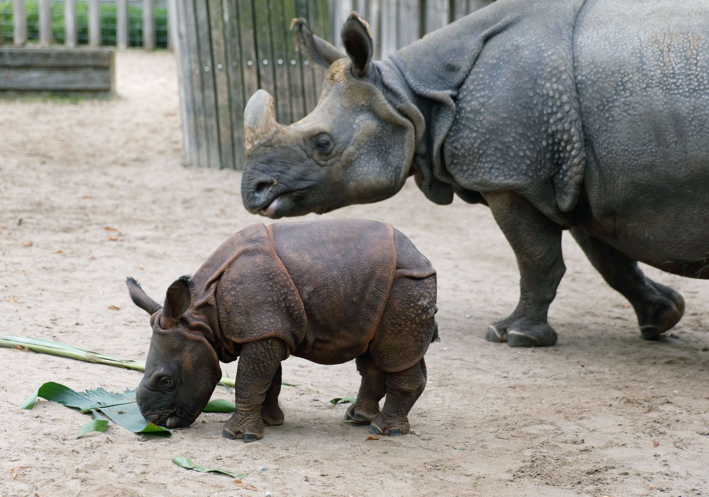 Ninasarvikubeebi Savita oma ema Sani järelevalve all Wilhelma loomaaias.