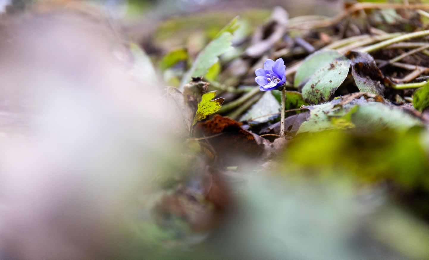 Tartu ülikooli botaanikaaias on hakanud lume kadumisega esimesed lillevõrsed tärkama. Pildil transilvaania sinilill.