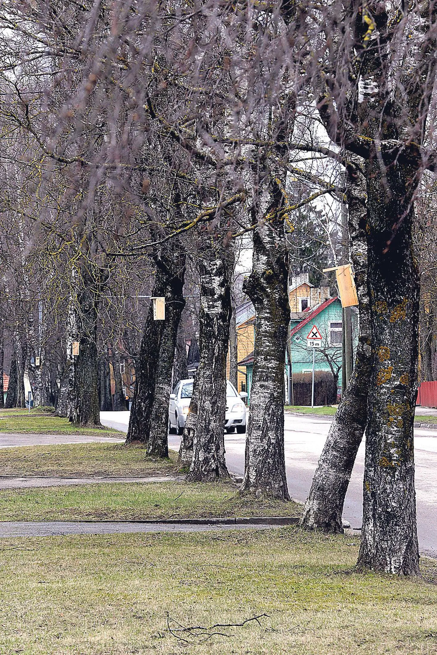 Artikli foto