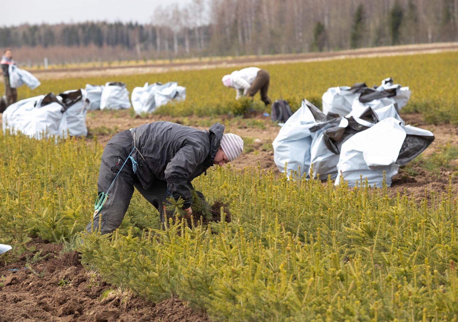 Riigimetsa Majandamise Keskuses on tänavu kavas kasvama panna 10 miljonit mändi, 11 miljonit kuuske ning kolme miljoni jagu sangleppa ja kaske.