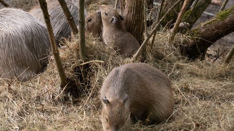 FOTO ⟩ Rīgas zoodārza kapibaru ģimenei piedzimuši vēl četri mazuļi