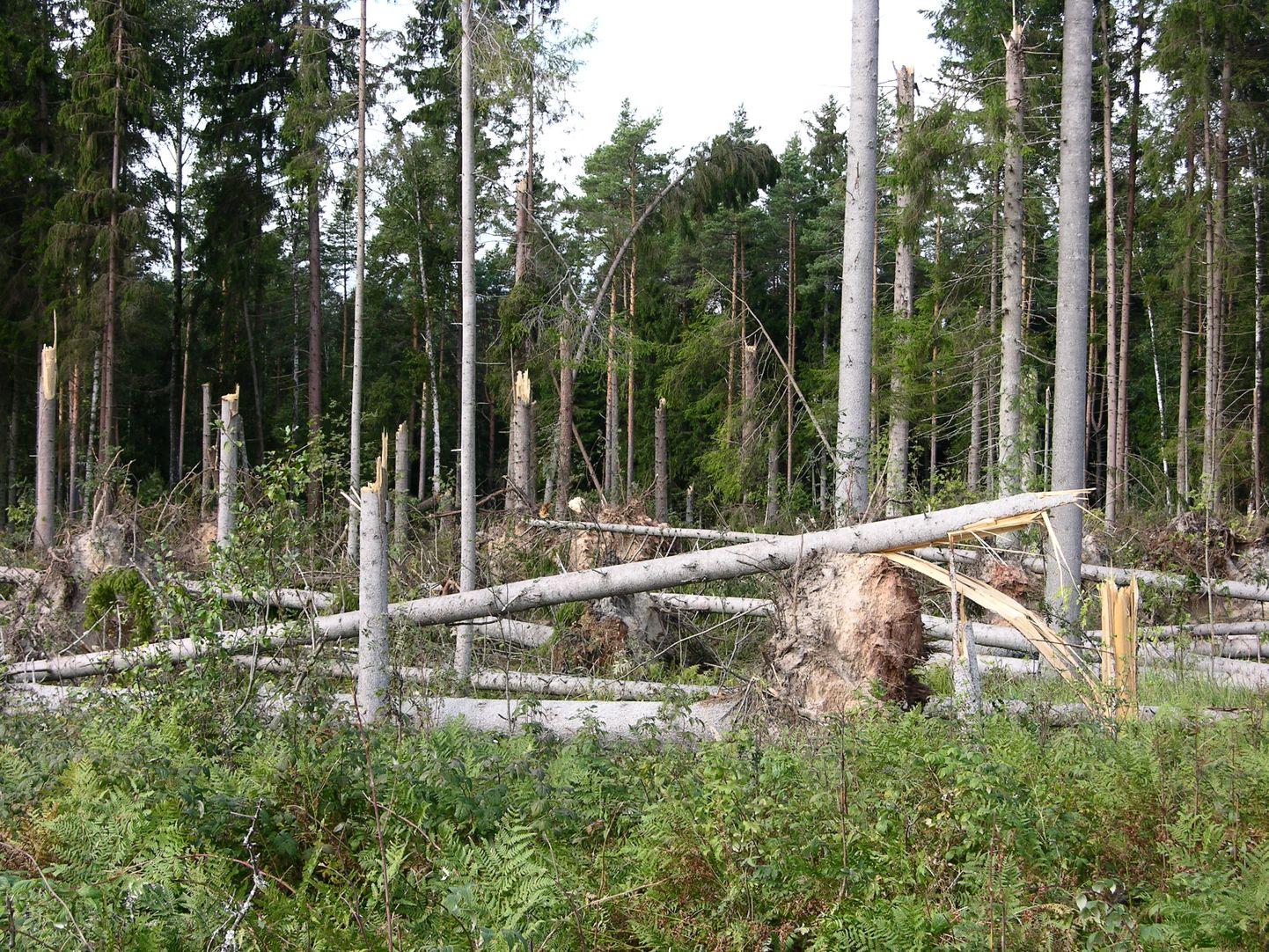 Tuulemurd. Natura metsaelupaikade piirangu tõttu ei oleks sellises seisus metsast lubatud metsaomanikul isegi küttepuud endale teha.