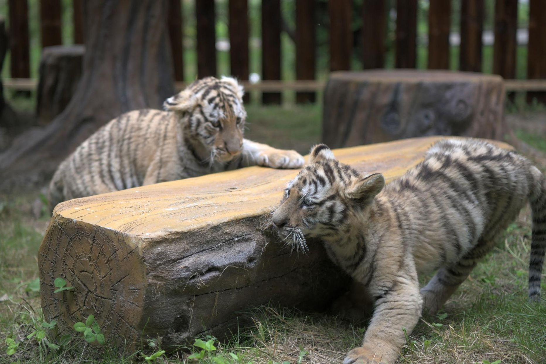 Hengdaohezi Amuuri tiigrite pargi noorimad liikmed lasti õue. 