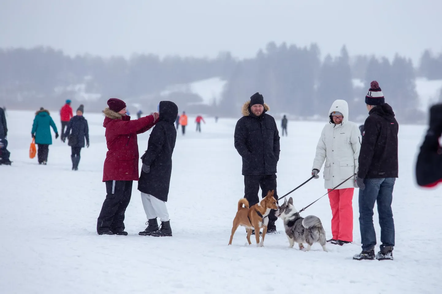 Mulgi uisumaraton 23. jaanuaril