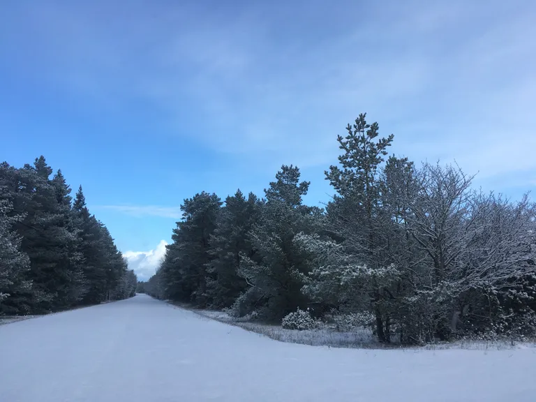 Artikli foto