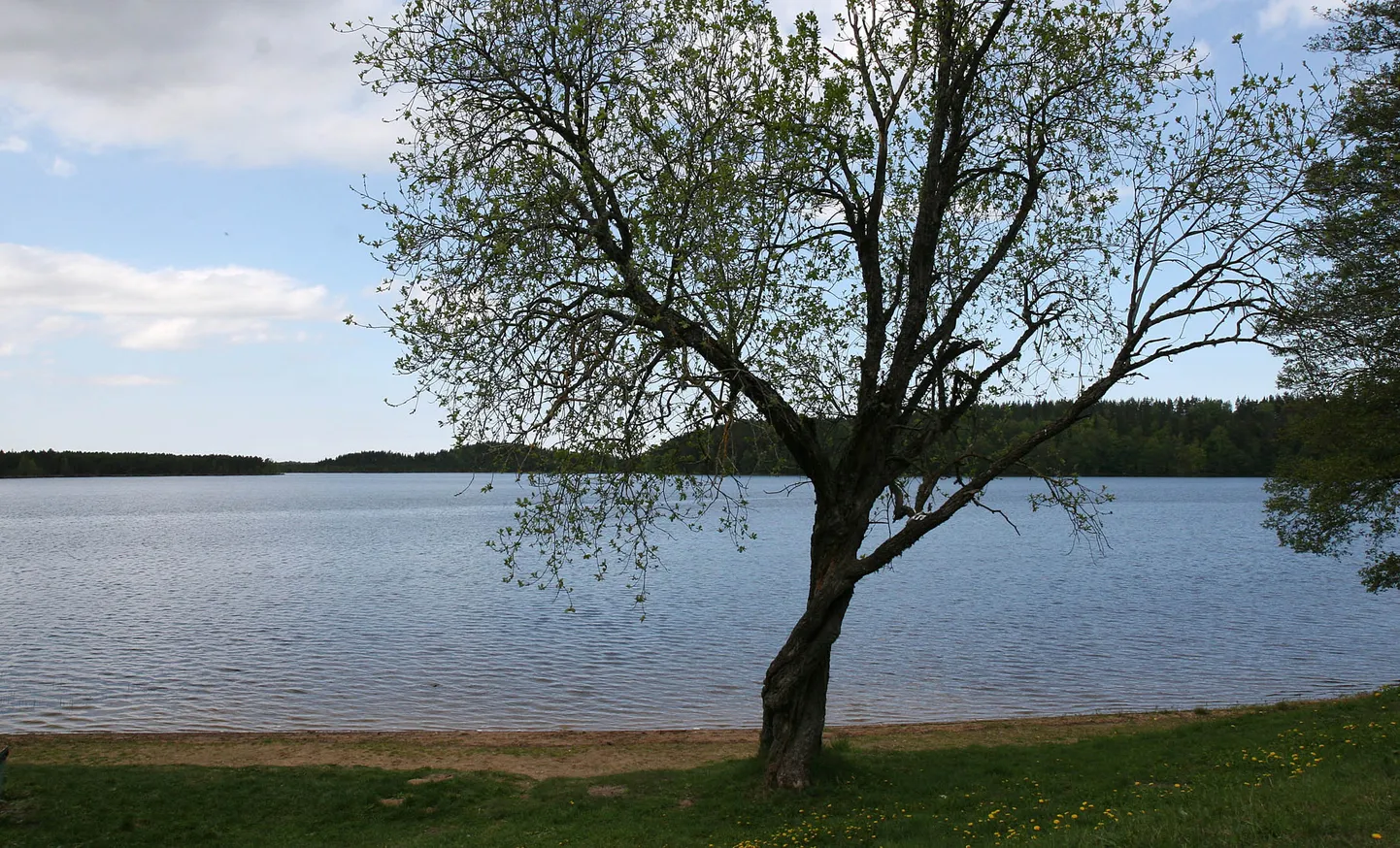 Uljaste järv