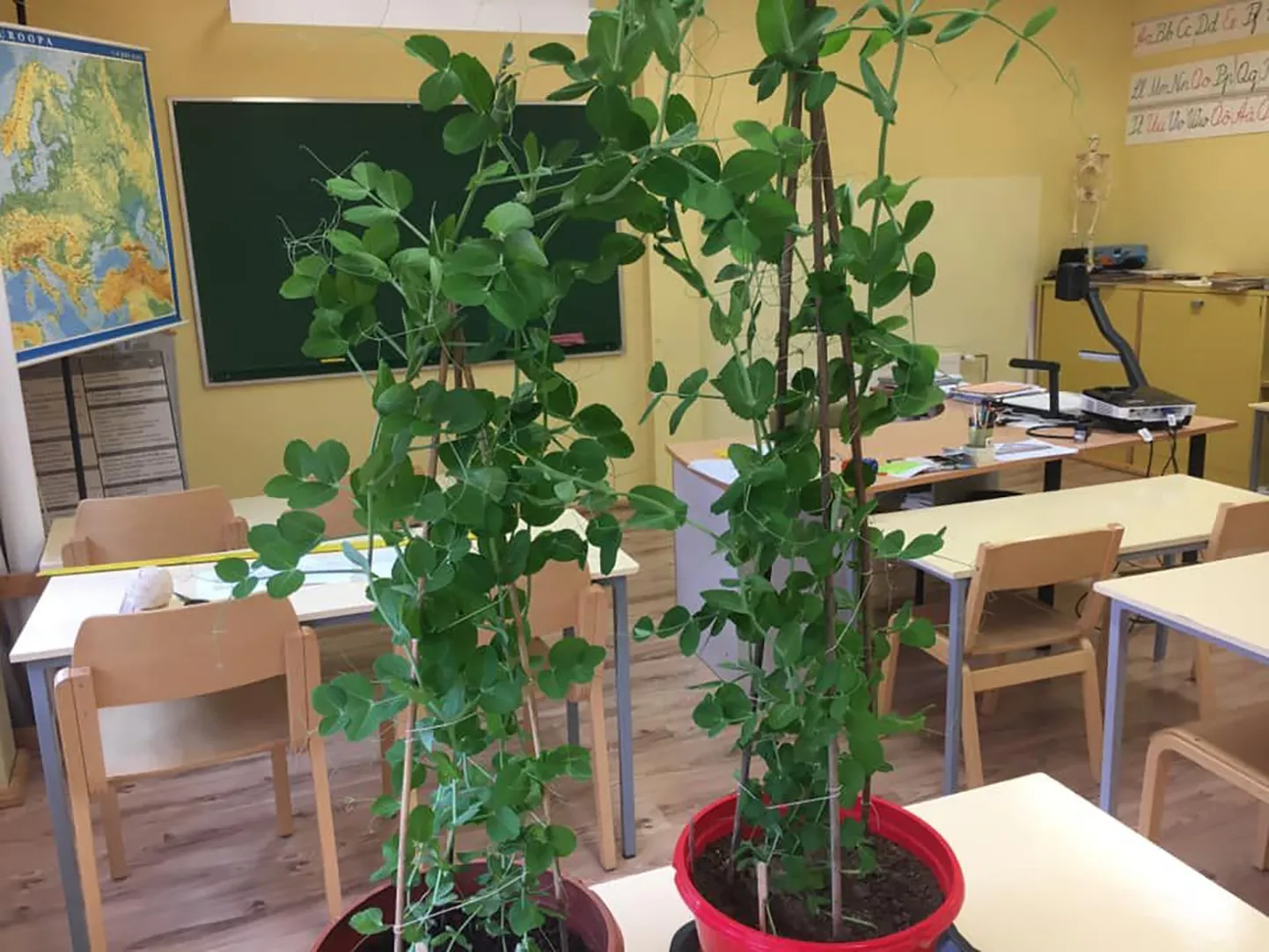 Vaatamata sellele, et õpilased on kodus kaugõppel, kasvavad Ambla-Aravete kooli kolmanda klassi laste veebruaris mulda pistetud projektiherned mühinal. Taimed on juba meetripikkused, ka esimesed õied paistavad.
