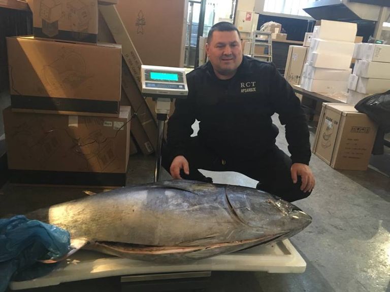 Голубоперый тунец весом в 60 кг