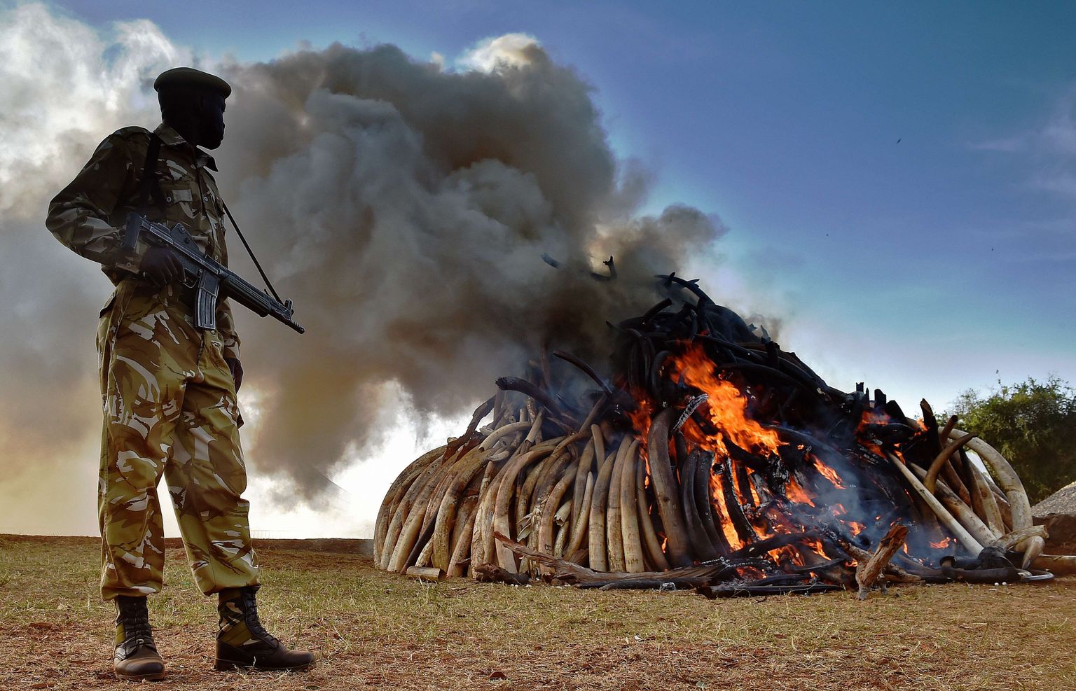 Loomakaitsjad põletamas konfiskeeritud elevandivõhkasid. Eskaleeruva konflikti tõttu toimub salaküttide ja elevandikaitsjate vahel karm võidurelvastumine.