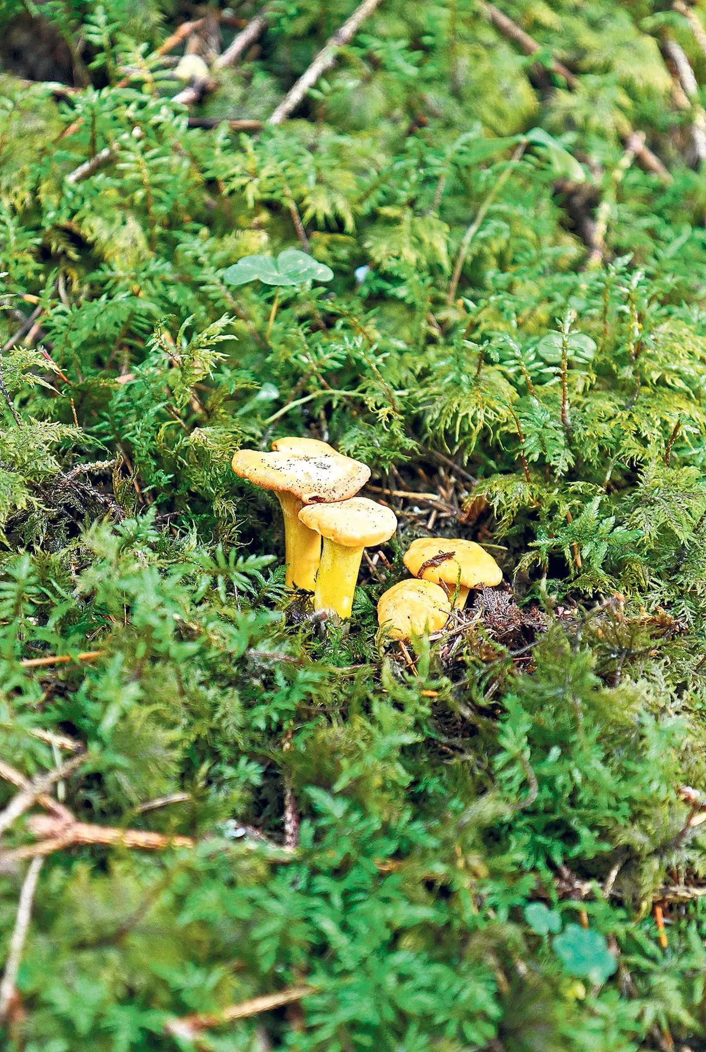 Eile torkasid Tartu Postimehe fotograafile metsas silma vaid mõned üksikud kukeseened.