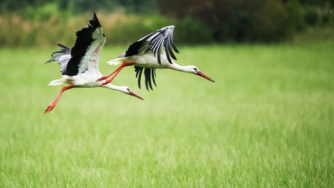 Latvijas austrumu daļā otrdien gaidāmas spēcīgas lietusgāzes