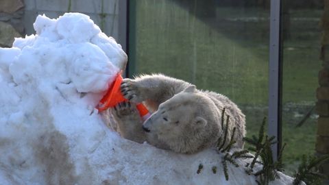 Белый медведь Фрида не может наиграться с привезенным в зоопарк снегом