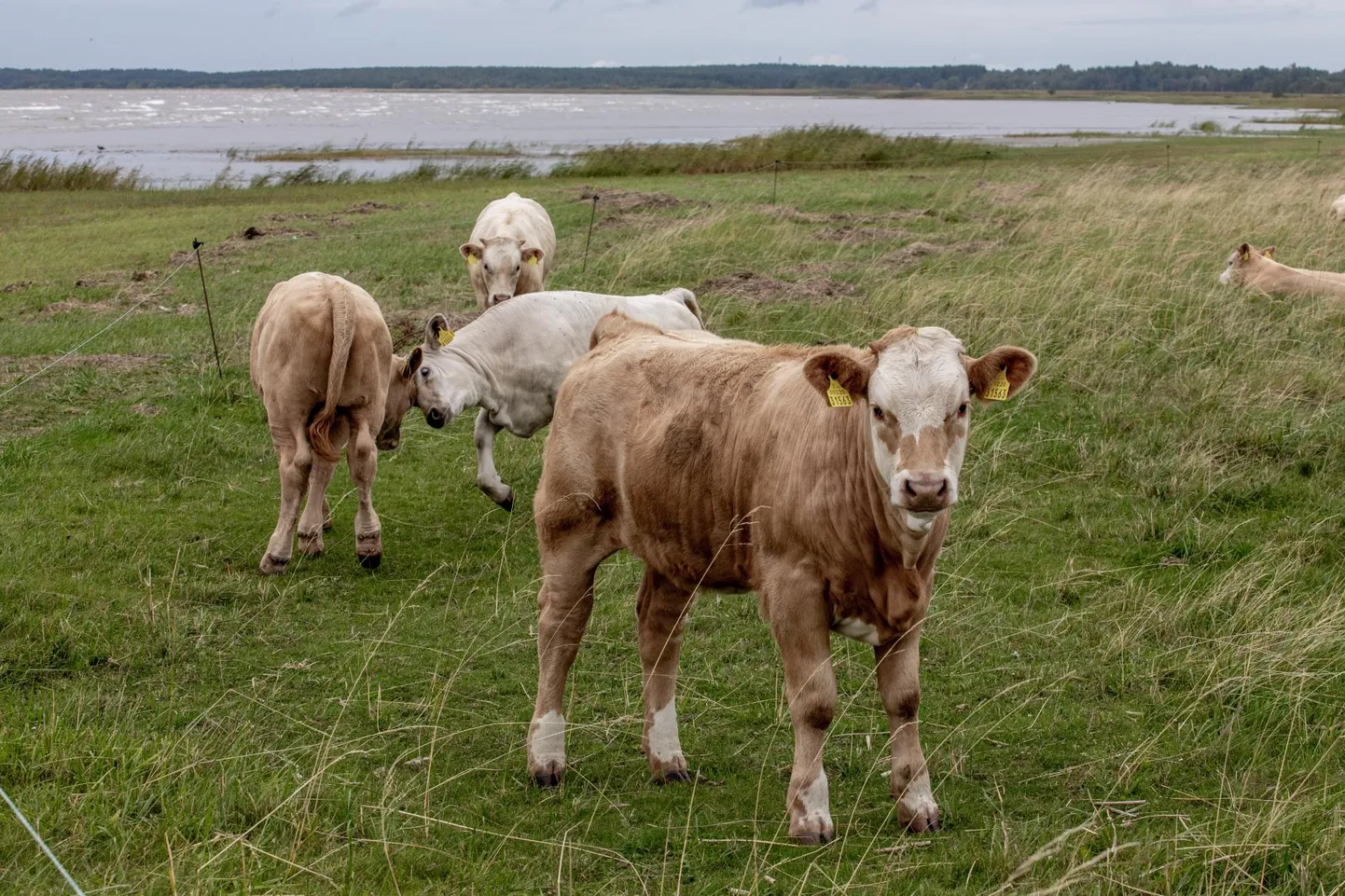Keskkonnaamet peab rannaniidu parimaks hooldusviisiks karjatamist.