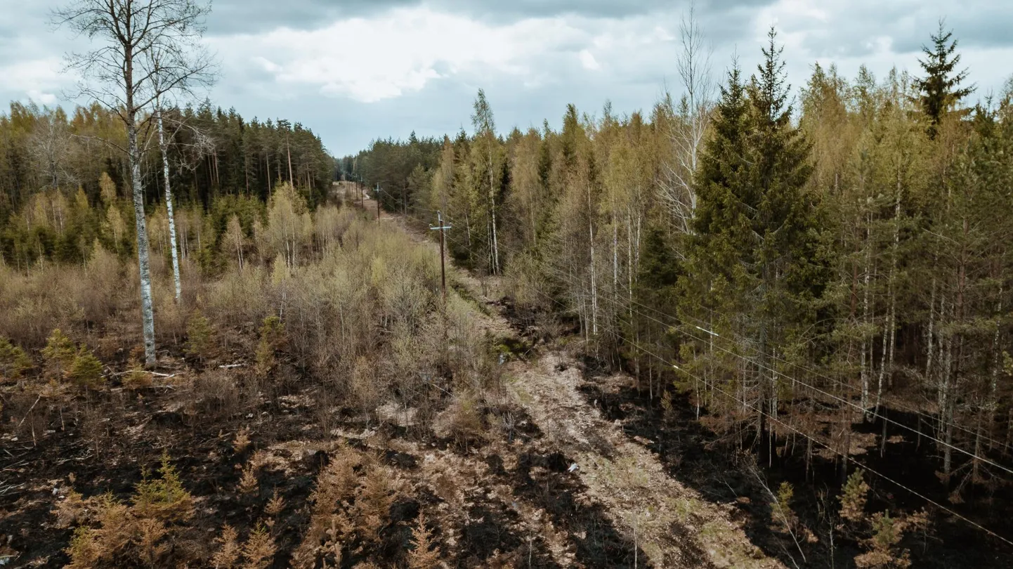 Niisuguseid paljalt tuule käes loperdavaid elektritraate leidub riigis veel omajagu. Pilt on tehtud Oissaare külas, kus aprilli lõpus hävis metsatulekahjus 30 hektarit metsa.