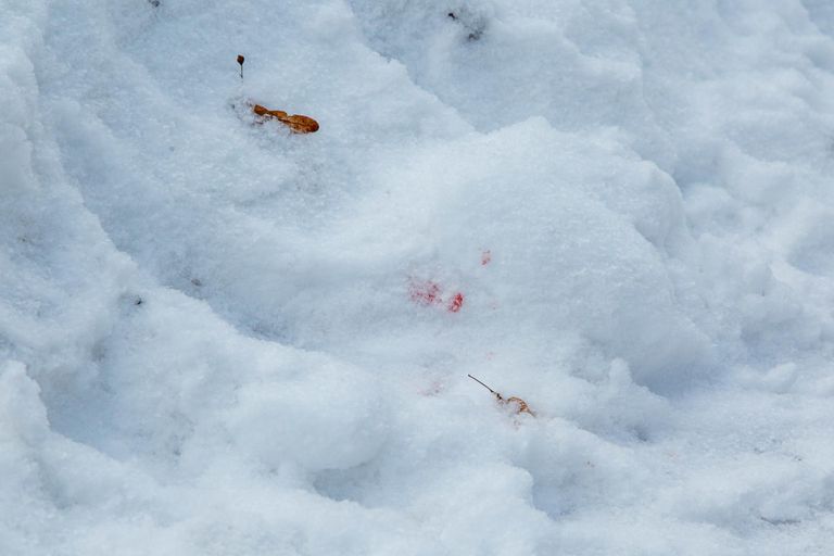 Рядом с пансионатом Хельме у дороги виднеется пятно крови на снегу.