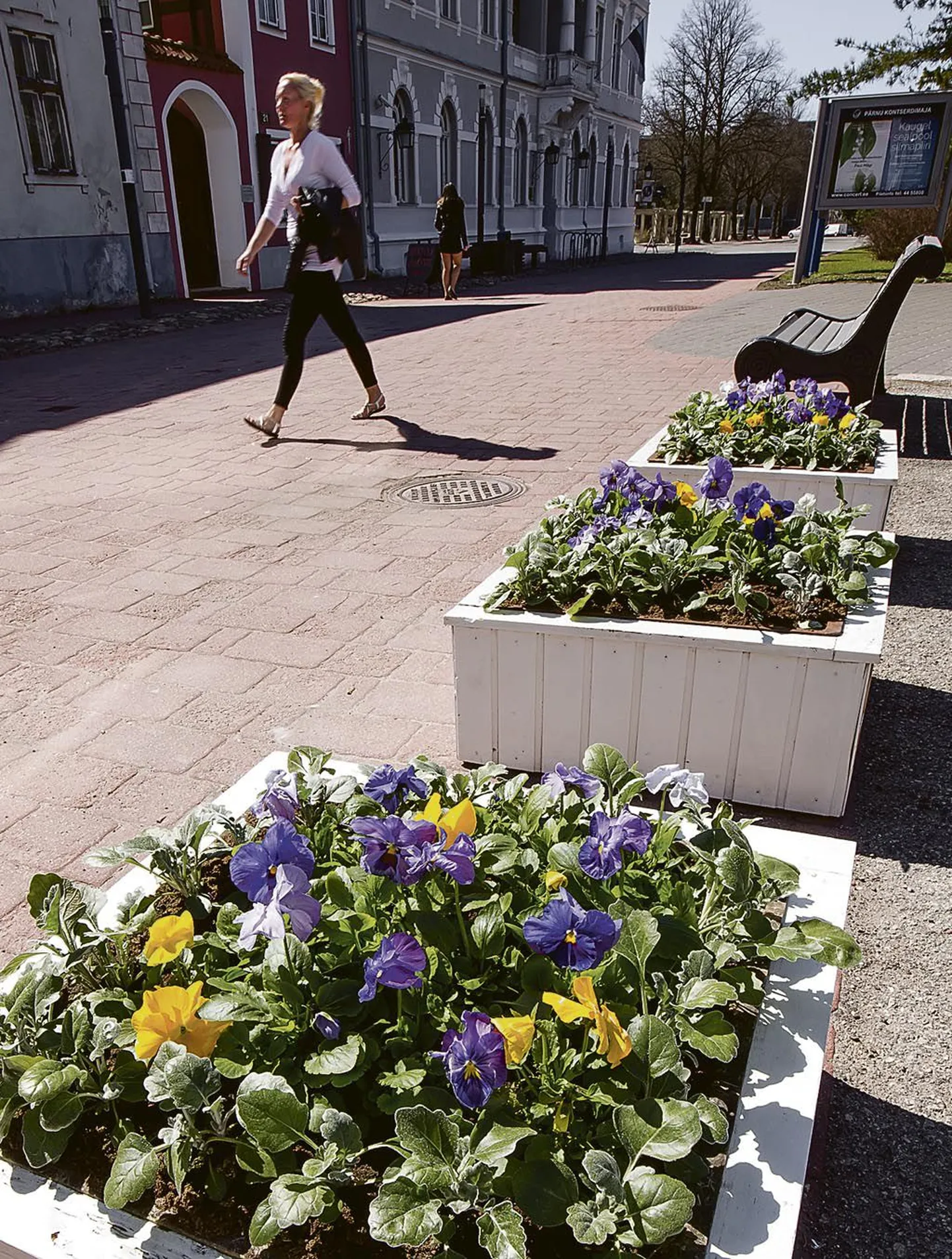 Rüütli tänava lillekastides pakuvad möödujale silmailu Tori lilleaias kasvatatud võõrasemad.