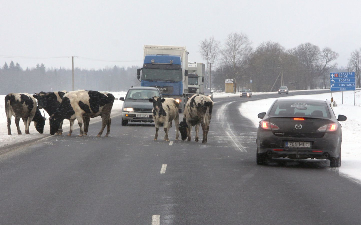 Pärnu postimehe fotograaf pildistas veebruaris sama taluniku teele jooksnud lehmakarja Pärnu-Rakvere maanteel Selja küla lähedal.