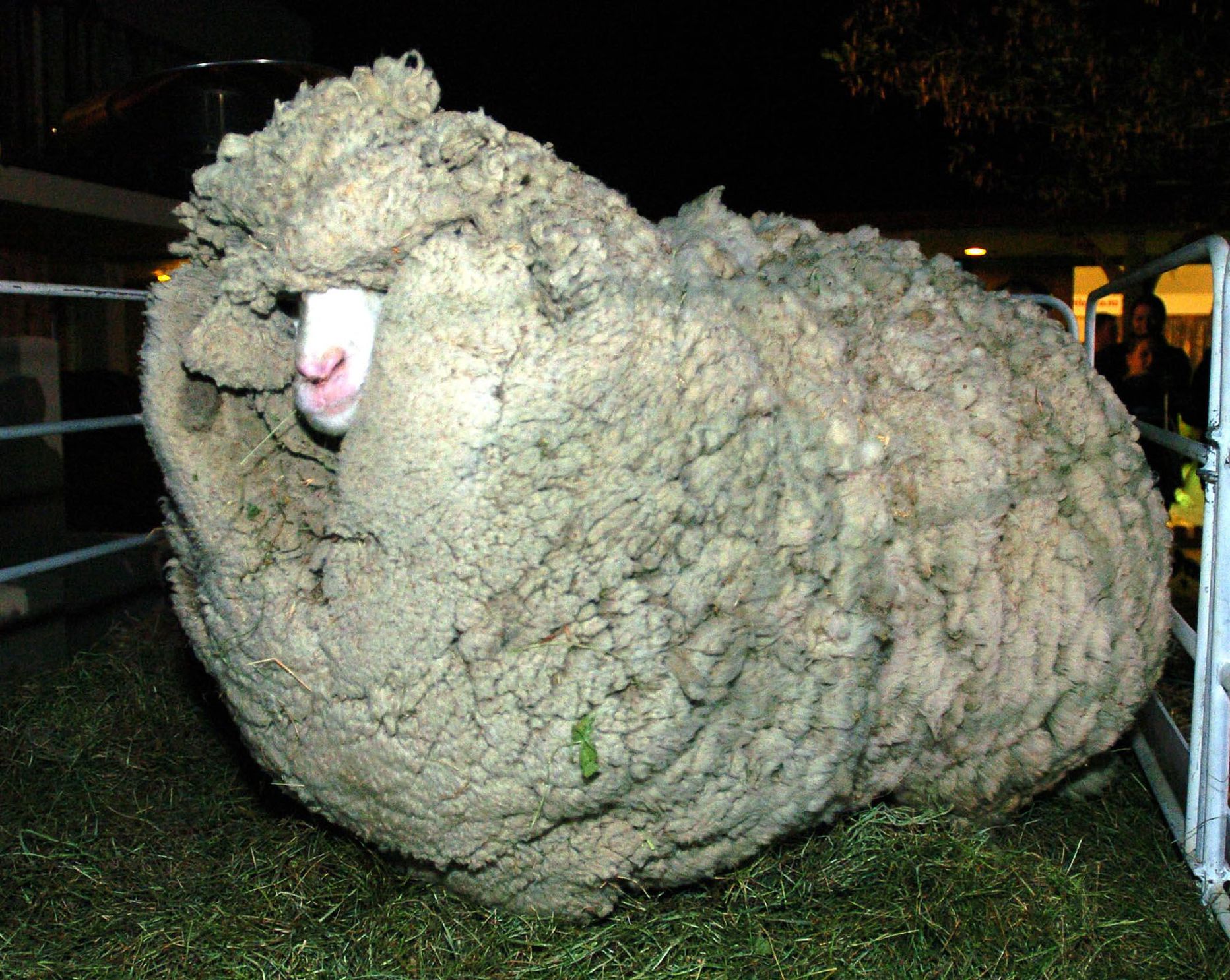 Uus-Meremaa kuulus lammas Shrek enne villakasuka maha ajamist 2004. aastal