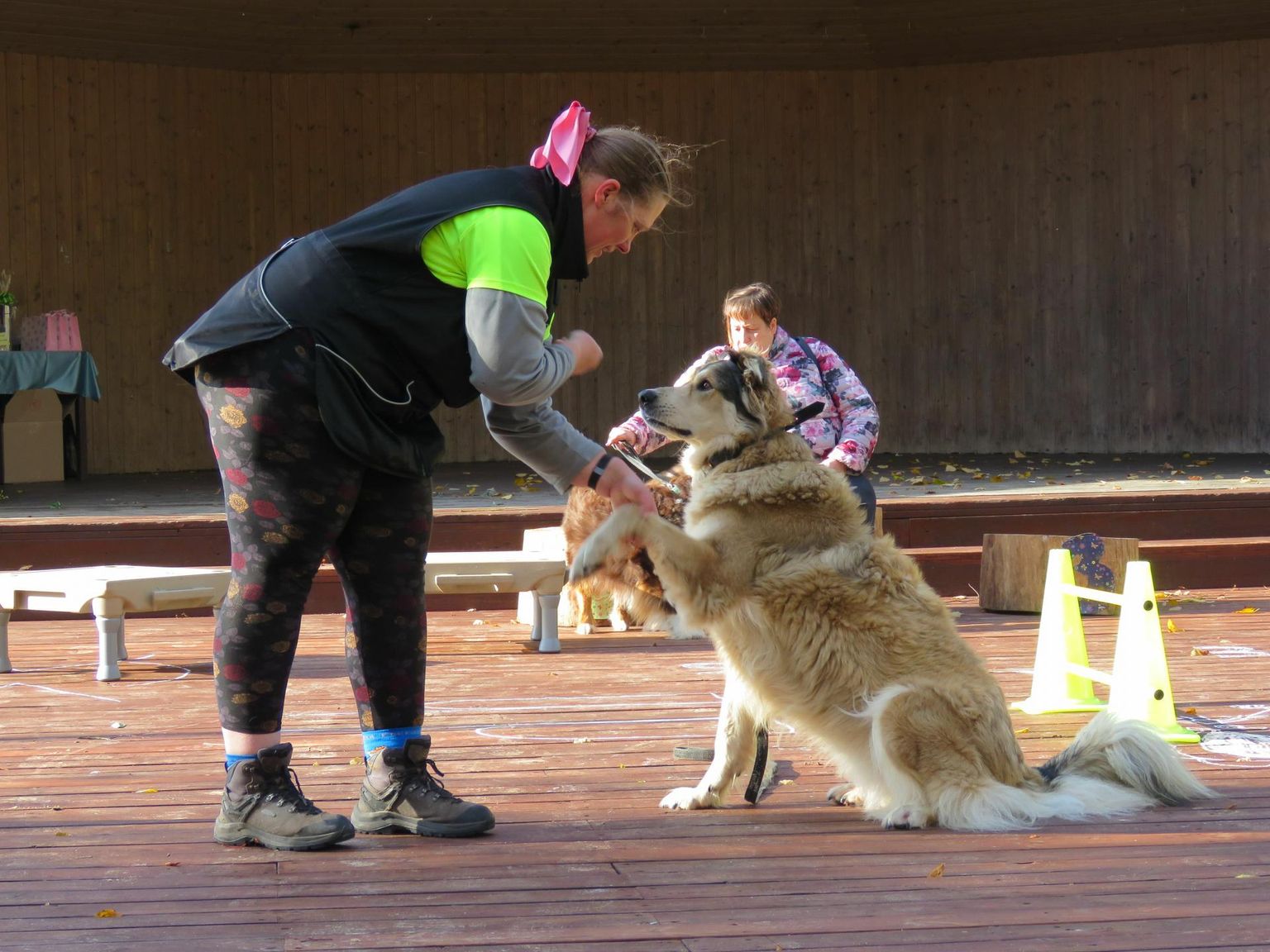 Näitusekoolitus aitab koeri ja nende omanikke näitusteks ette valmistada.