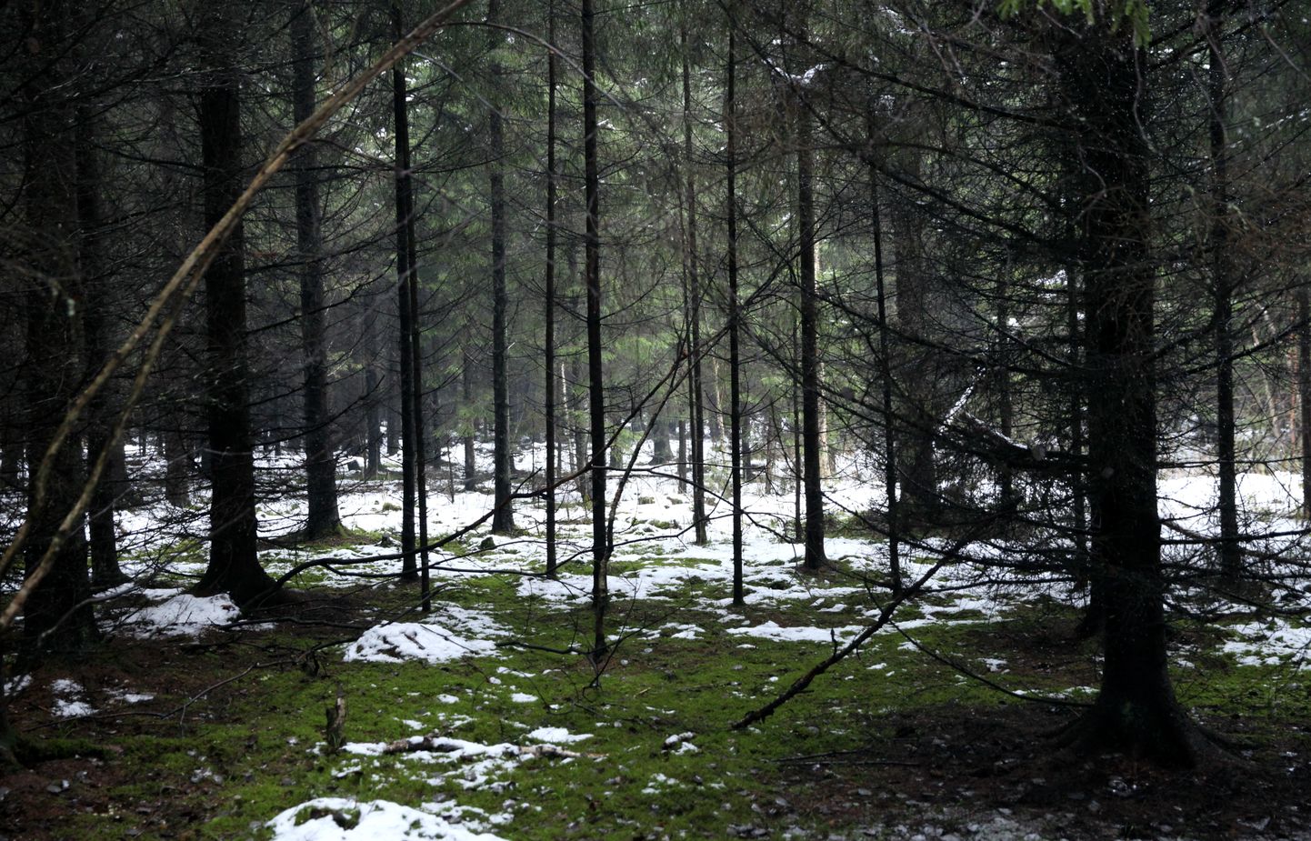 SIA "Rīgas meži" piederošā Tīreļu mežniecība. Ilustratīvs attēls