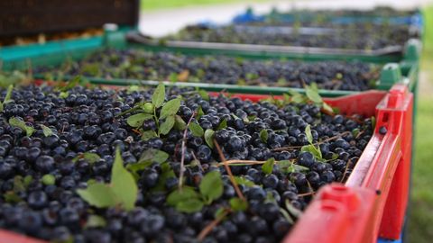 Finland Issues Few Work Permits to Thai Berry Pickers Amid Trafficking Concerns
