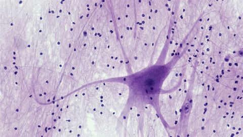Neuron ajus pole ainult osa «arvutist» vaid arvuti ise!