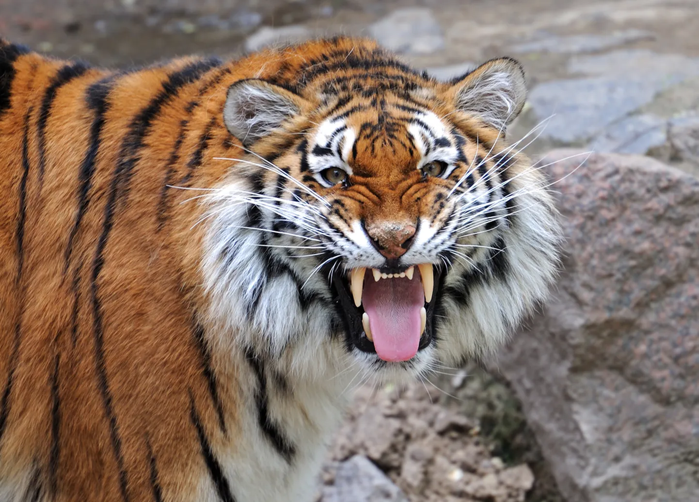 Tiiger. Pilt on illustreeriv.