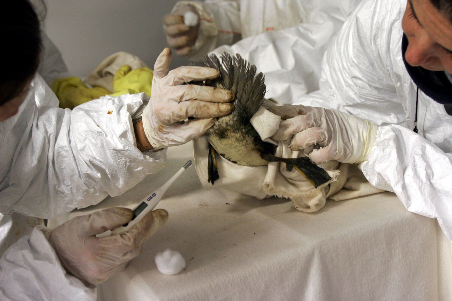 Vabatahtlikud 2006. aastal Keibu lahe naftareostuse ajal määrdunud linde puhastamas.