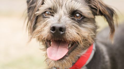 Viis aastat kadunud koer leiti Los Angeleses tänavalt