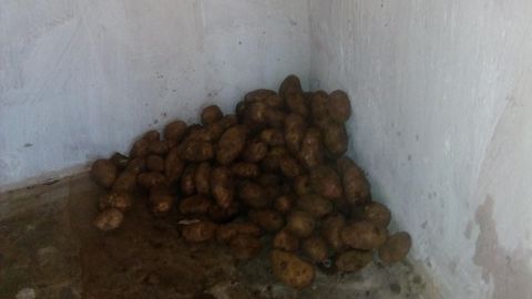 Keenia kartulid andsid esimese saagi