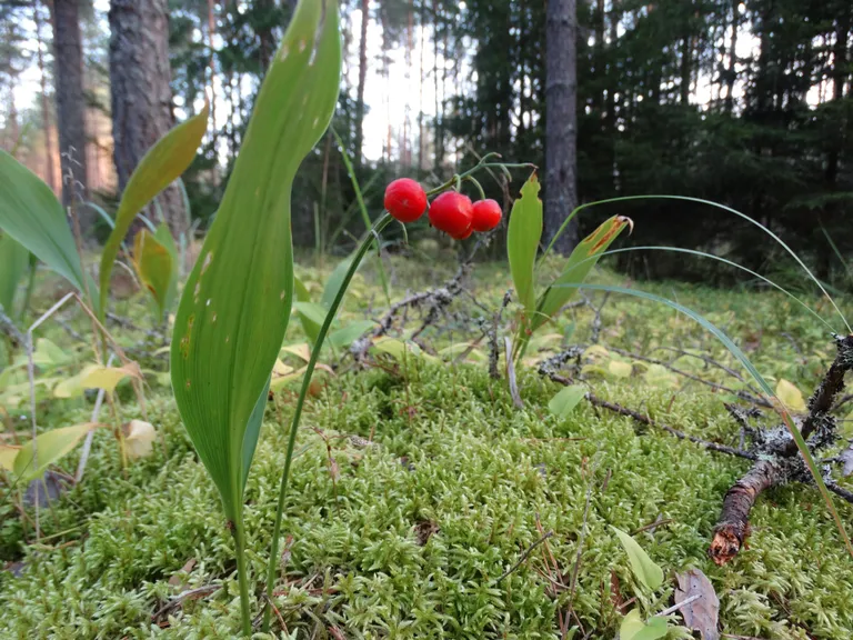 Maikelluke ehk piibeleht (Convallaria majalis) on tugeva meeldiva lõhnaga ja valgete kellukesekujuliste õitega tuntud taim, mis õitseb mais ja juunis. Taimel on oranžid ebameeldiva maitsega marjad.