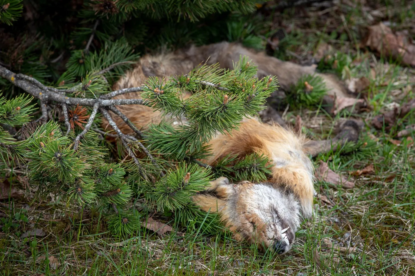 Neljapäeval leidis Pärnu Postimehe fotograaf ühelt Pärnu rohealalt hinge heitnud rebase.